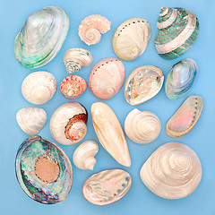 Image showing Mother of Pearl Seashells 