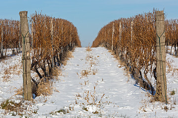 Image showing Vineyard Snow Winter