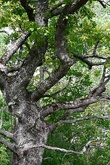 Image showing Old oak