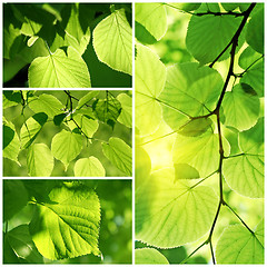 Image showing Green collage of fresh leaves of linden tree 