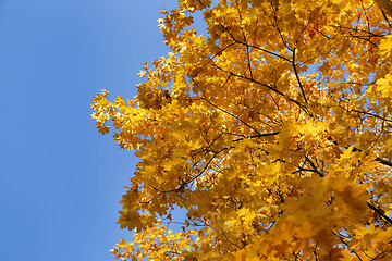 Image showing Beautiful branches of bright yellow autumn maple