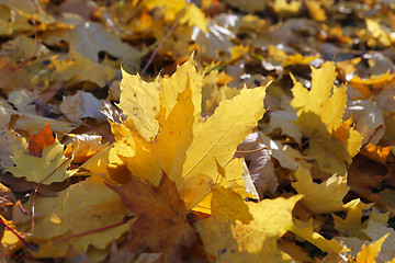 Image showing Foliage of fall maple burning in the rays of the evening sun