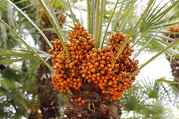 Image showing Palm tree with bright orange fruits