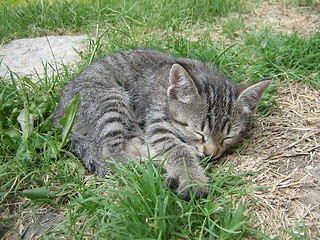 Image showing Sleeping Toby