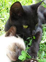 Image showing Mother and daughter