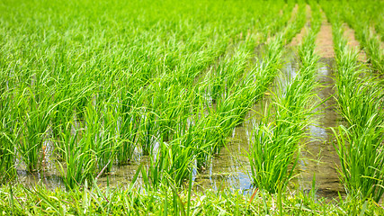 Image showing Lush green rice field or paddy in Bali