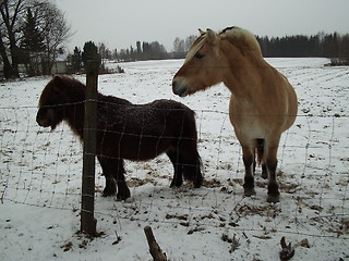 Image showing Horses