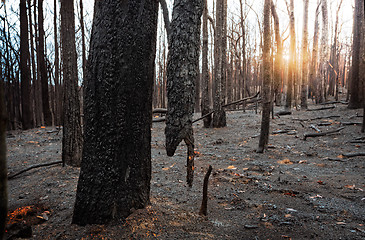 Image showing Suspended burnt tree in a burnt out area in Blue Mountains