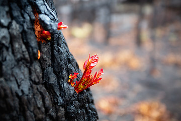 Image showing Small leaves burst forth from a tree trunk after bush fire