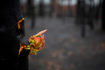 Image showing Trees literally break open bursting forth new growth