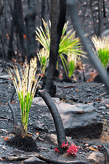 Image showing Fireproof plants and trees regenerating after bush fire