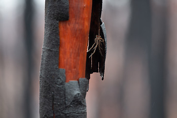 Image showing Hairy spider under shedding burnt bark after bush fire