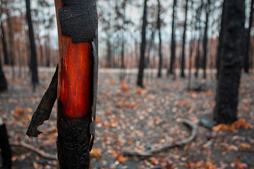 Image showing Beautiful wood underneath the charred bark of recent bush fire