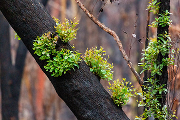 Image showing Trees recover after bush fires in Australia