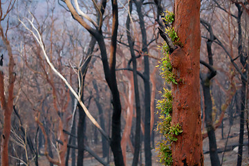 Image showing Trees sprouting new leaves after bush fires Australia