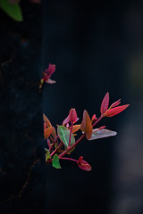 Image showing A burnt tree sprouts new growth from its tree trunk