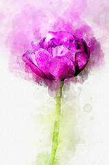 Image showing Flower magenta peony. Stylization in watercolor drawing.