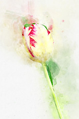 Image showing Flower Yellow tulips. Stylization in watercolor drawing.