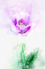 Image showing Flower lavender tulip. Stylization in watercolor drawing.