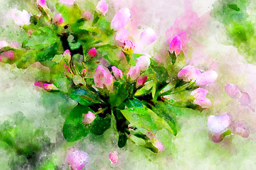 Image showing Branch pears with pink flowers in the rain drops