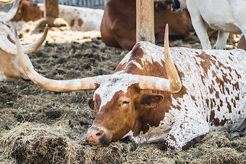 Image showing Longhorn bull relaxing in a barnyard in the hot summer