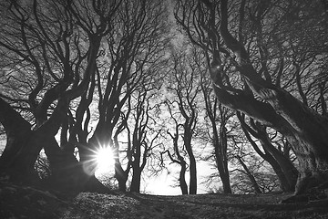 Image showing Spooky forest in black and white