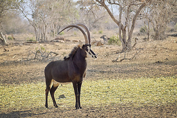 Image showing Young sable bull with large antlers on the savnnah