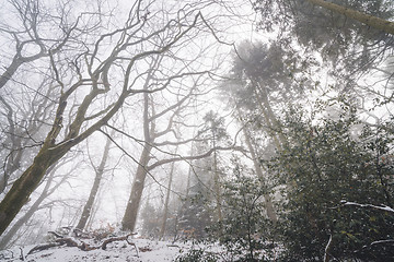 Image showing Misty forest in the winter with tall trees