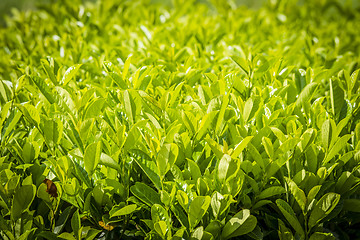 Image showing Cherry Laurel (Prunus laurocerasus) plant in green