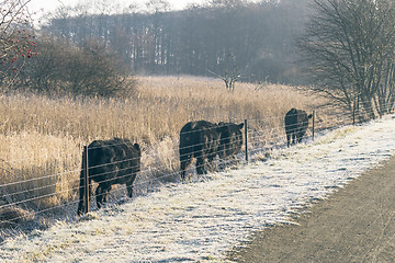 Image showing Cattle walking along a fence