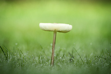 Image showing Lonely mushroom in the dew