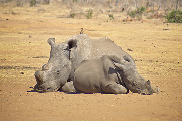 Image showing Rhino missing a horn relaxing on the savannah