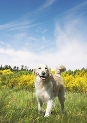 Image showing Cute dog on a meadow in the summer