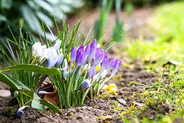 Image showing Colorful crocus flowers blooming in a flowerbed