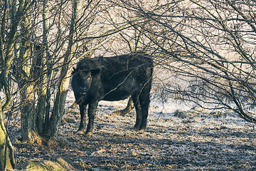 Image showing Black cow standing in some trees