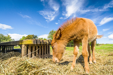 Image showing Small horse eating hay at a farm