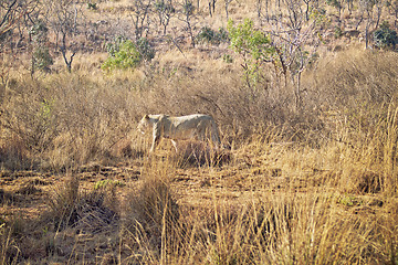 Image showing Female lion walking in the grass