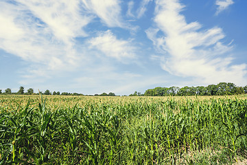 Image showing Corn field in the summer with fresh green maize