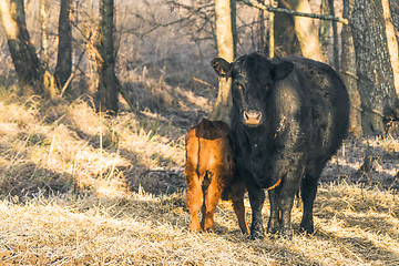 Image showing Calf with the mother cow near a forest