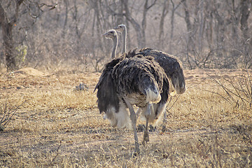 Image showing Ostrich couple on the dry savannah