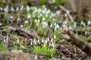 Image showing Snowdrop flowers growing in a forest