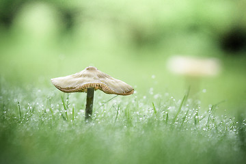 Image showing Mushroom on a green lawn in the fall