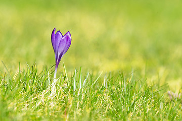 Image showing Purple crocus flower on a green lawn