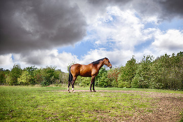 Image showing Brown horse standing on a green field