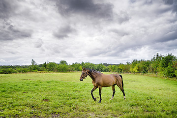 Image showing Brown horse walking on a green field in cloudy weather