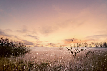 Image showing Tree silhouettes in a magical morning sunrise