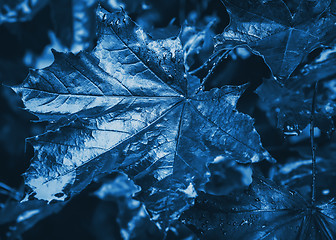 Image showing Dark Blue Leaves With Water Drops Close-up