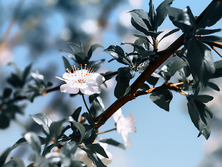 Image showing Spring Flowers Of Plum or Cherry Blossoms Close-up