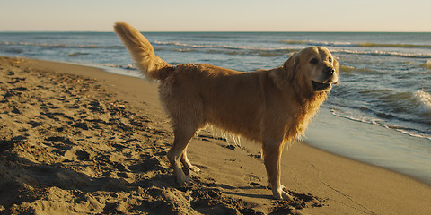 Image showing Dog On The Beach