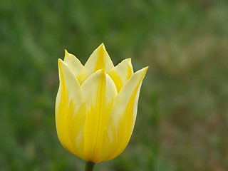 Image showing Lonely tulip